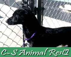 C-S Animal ResQ Logo